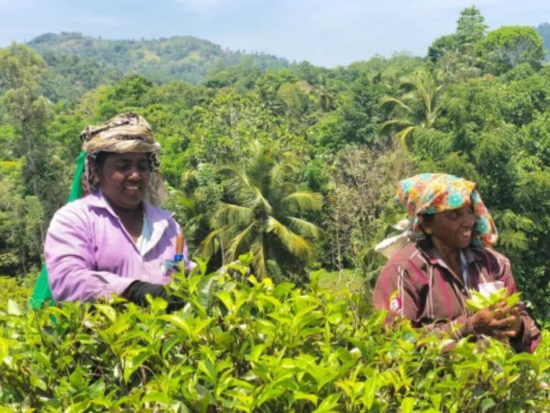 Dvě sběračky čaje na čajové plantáži na Srí Lance.