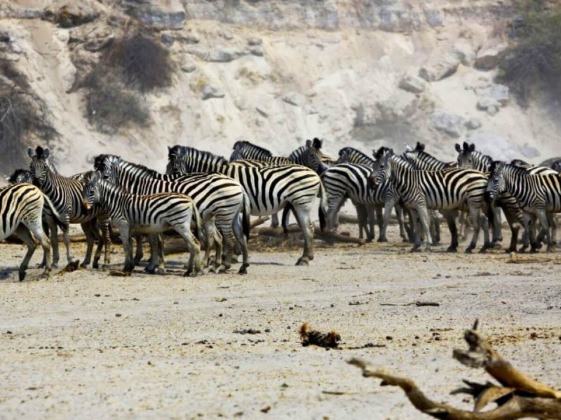 Stádo zeber v suchém říčním korytě v Makgadikgadi v Botswaně.
