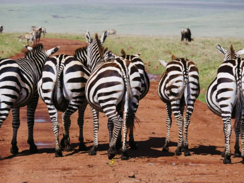 Zebry na safari v Africe.