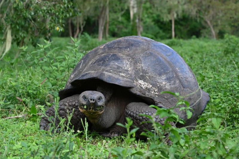 Pomalu se pohybující želva obrovská, živoucí pamětník doby Darwina, na Galapágách.