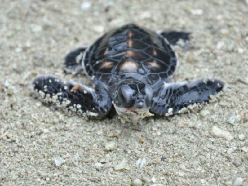 Želvička v záchranné stanici na Borneu.