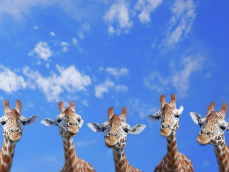 Pět žiraf v Masai Mara v Keni.