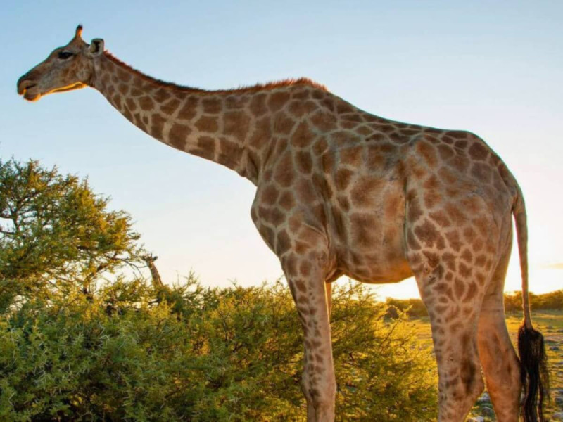 Žirafi na safari Masai Mara v Africe.