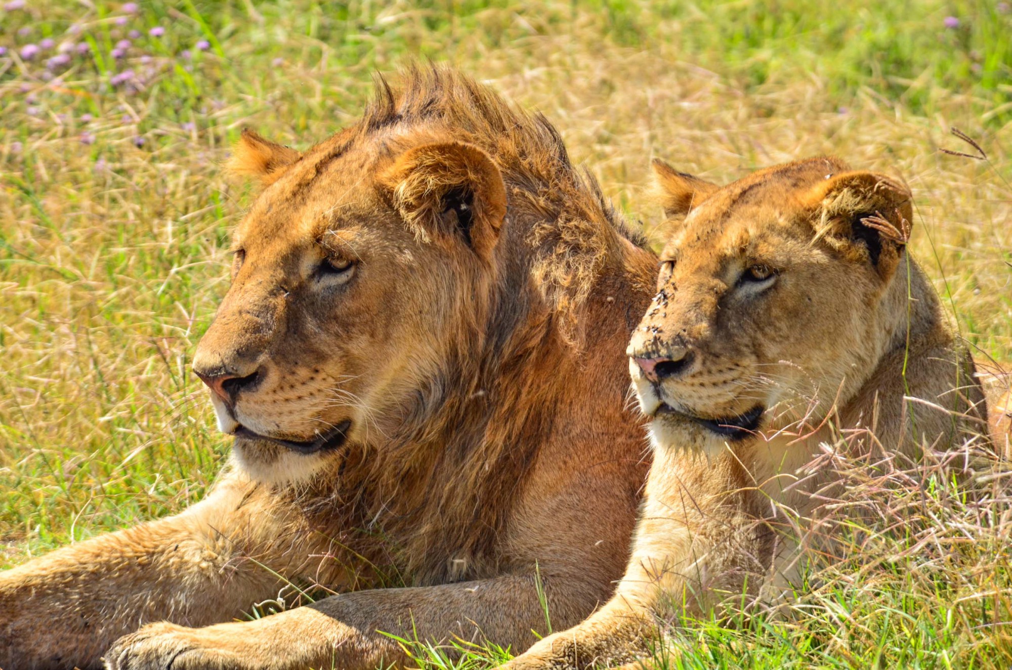 Ngorongoro je místem s nejvyšší koncentrací lvů v Africe