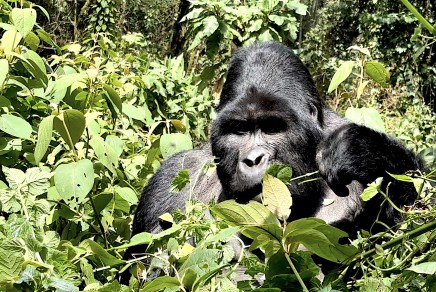 Gorilí alfa samec