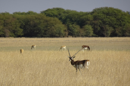 Antilopa jelení je v určitých oblastech běžná. V těchto parcích žije, ale populace je malá. Žije v Indii Nepálu a Pákistánu a má raději savany a otevřená prostranství s nižším porostem.