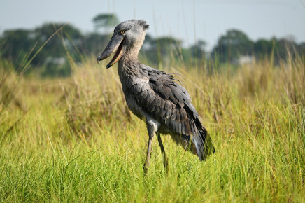 Preferuje pobyt v bažinách, ve vysokém rákosí nebo papyru. 