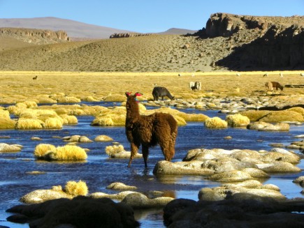 Bolivijské Altiplano