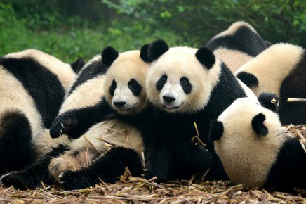 Poznáme Čínu a její pandy