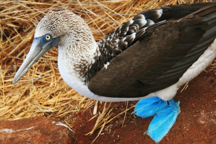 Vzdálenost, kterou jiní živočichové nedokázali překonat, a proto Galapágy zůstaly tak výjimečným místem