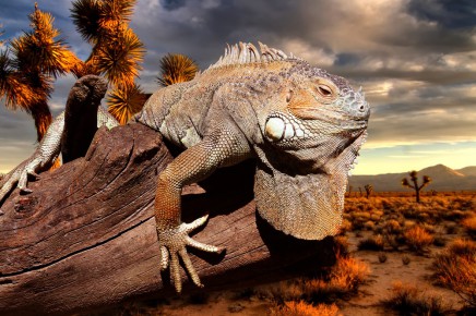 Tyto zvířata se přizpůsobila podmínkám na Galapágách