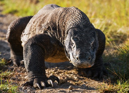 Varan komodský na ostrově Komodo