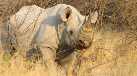 Nosorožec na africkém safari 