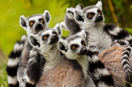 Poznáte domov lemurů
