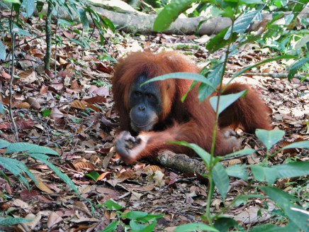 Podíváme se zblízka na projekt vypuštění orangutanů do volné přírody