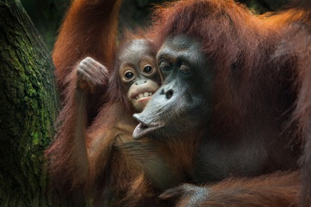 S orangutany na dotek v Bukit Lawang