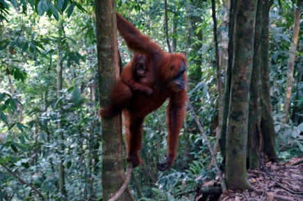 Orangutani na Sumatře žijí ve volné přírodě