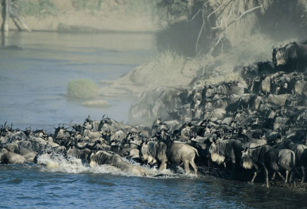 Pakoně překračující řeku Mara