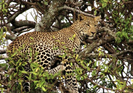 V Masai Mara zahlédnete leopardy i v korunách stromů