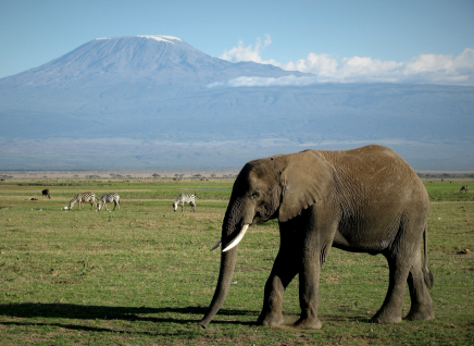 Safari pod vrcholem Kilimandžára