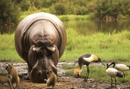 Ráj zvířat na africkém safari 