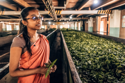 Uvidíte jak se cejlonský čaj zpracovává