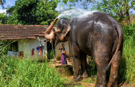 Užijete si sloní sprchu