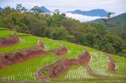 Rýžová políčka na severu Thajska