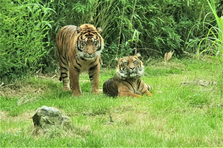 Oba parky které navštívíme mají zdravou a nejhustší populaci v celé Indii.