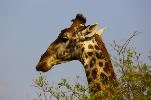  Na Safari budete mít štěstí i na nádherné žirafy