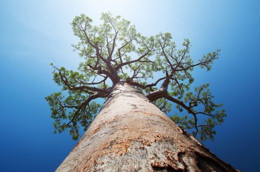 Na Madagaskaru roste 6 z 8 druhů baobabů
