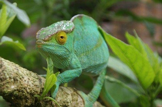 Na Madagaskaru uvidíte zvířata, jak z jiného světa