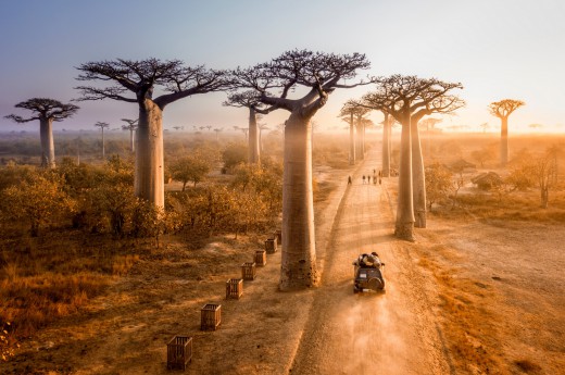 Okouzlí Vás baobaby podél cest