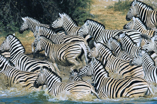Zebry v národním parku Etosha 