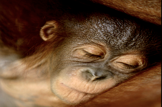 Zblízka si prohlédnme projekt vypouštění orangutanů zpět do volné přírody