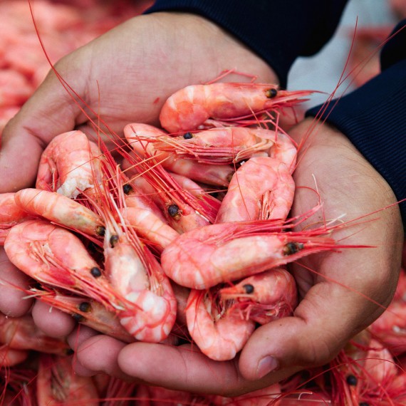 Čerstvé krevety na místním trhu 