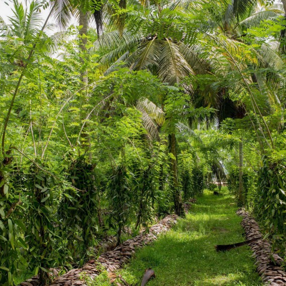 Voňavá plantáž vanilky