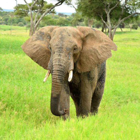 Sloni se buď potulují úplně sami anebo vytvářejí samčí skupinu, kterou vede nejzkušenější býk.