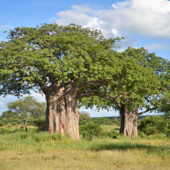 Pravé baobaby jsou náznakem, že se blížíme do oblasti Tarangire. Tanzánie je považovaná za zemi baobabů, hned po Madagaskaru.