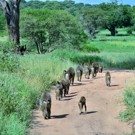 Paviáni jsou v této oblasti největšími primáty.