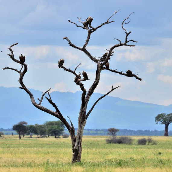 Supi jsou neoddělitelnou součástí zdravého biotopu. Hledejte je odpočívající na stromech nebo na hostině.