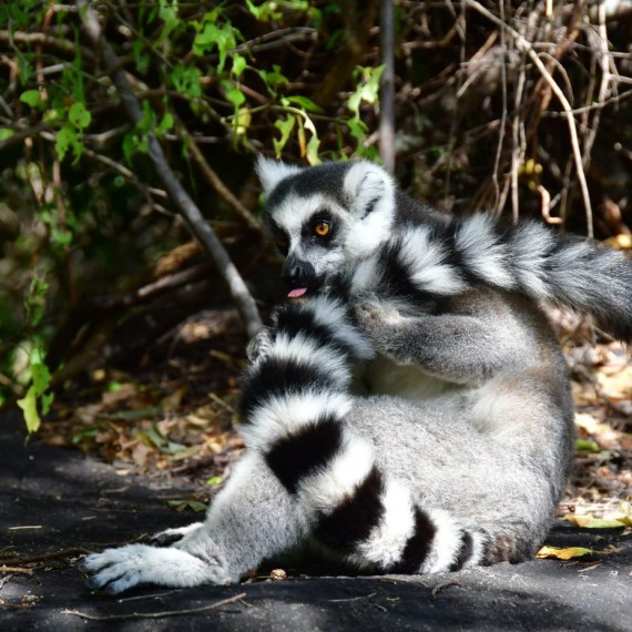 Naučíme vás rozeznávat lemury
