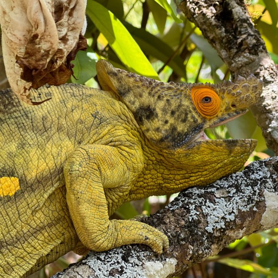 Ráj pro milovníky chameleonů 