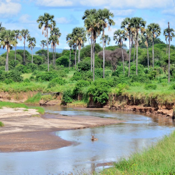 Řeka Tarangire je poslední protékající vodou v oblasti, a proto k ní míří zvěř ze širokého okolí.