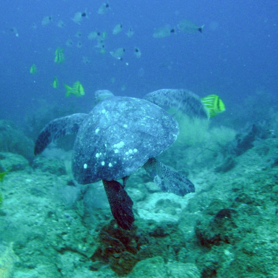 Podmořský svět Kostariky 