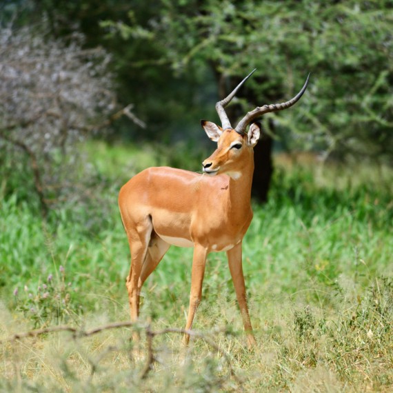 Impala je spolu se slonem jedním z nejběžnějších obyvatel parku. Jde o velkého skokana, při jednom skoku doskočí do dálky až 12 metrů.