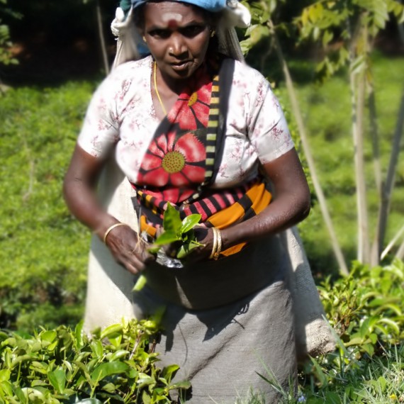 Sběr čaje je velká tradice