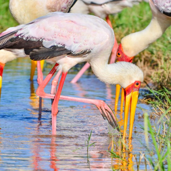 Nesytové jsou krásní a barevní afričtí čápi