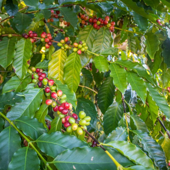 Nejdéle fungující kávová plantáž oblasti