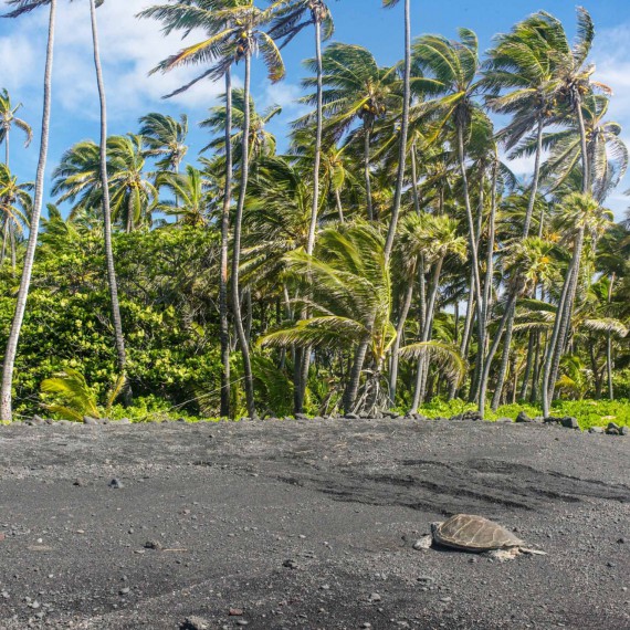 Místo, kde nejčastěji vidíme na pláži ohrožené karety obrovské